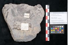 Foto (Objekt + Etikett) von Ficus praelanceolata Ettingshausen (NHMW-GEO-2024-0188-10223)